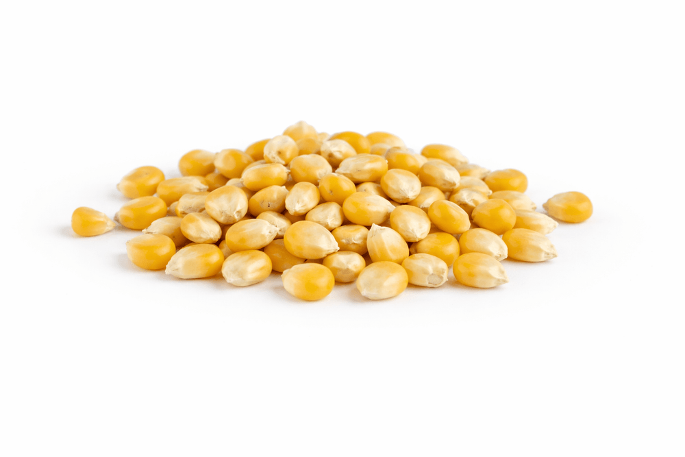 Organic Popcorn Corn